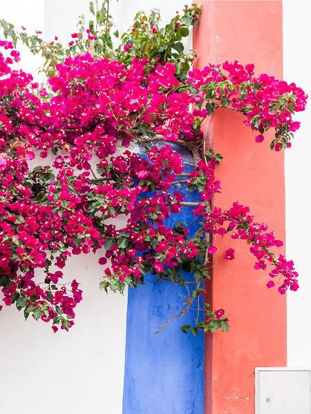 Eggers, Julie 아티스트의 Portugal-Obidos-Dark pink bougainvillea vine against a blue-orange and white striped wall작품입니다.